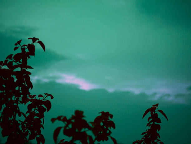 Evening sky frame in greenish color with corner plants leaf on dark
