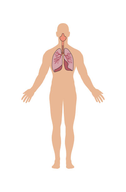 内臓、肺、気管支、気管支を用いた人体ベクターイラストの呼吸器系。 - dissection点のイラスト素材／クリップアート素材／マンガ素材／アイコン素材