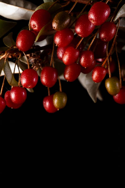 istock organic goumi berry in black background 1323203947