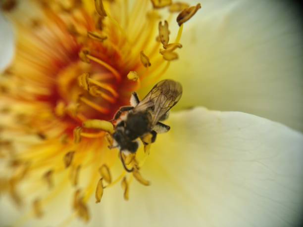 Flower and bee in the park outdoor micro camera