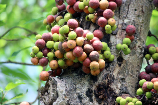 bangladeshi cluster fig fruit in jangle - flocked imagens e fotografias de stock