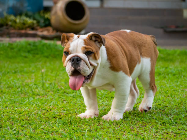 istock English bulldog 1323210118