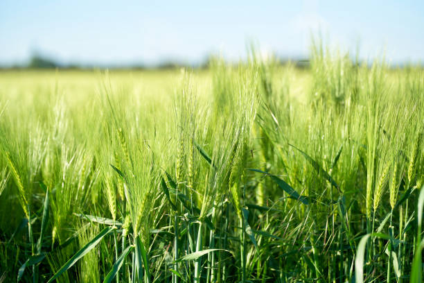 istock Barley in a field in Germany 1323211135