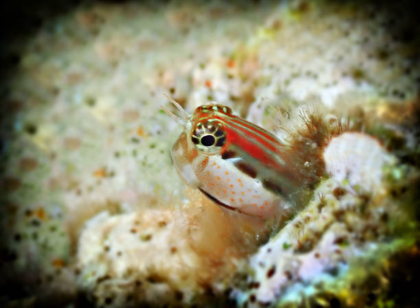 Small fish belonging to the family Blennidae, its scientific name is Lance blenny (Aspidontus dussumieri), the fish inhabits refuges of coral reefs, Red Sea, Sinai, Middle East