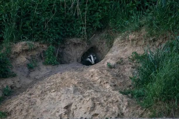 free living european badger coming out of his cave, Bavaria, Germany