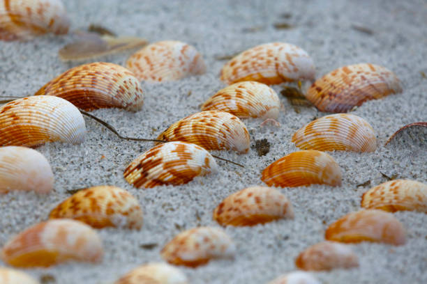 Seashells on the Seashore Seashells are arranged in rows on the beach of Longboat Key in Florida. longboat key stock pictures, royalty-free photos & images