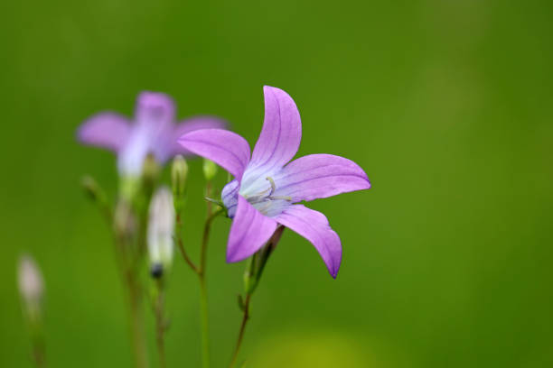 Harebell flower in bloom