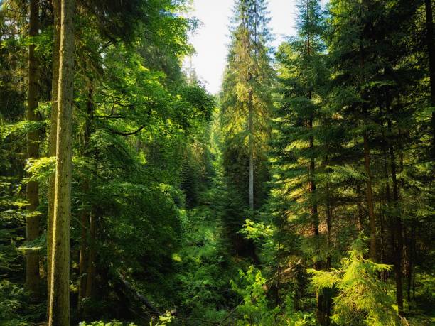 istock Green summer forest in the morning. Sunny coniferous forest. 1323214287
