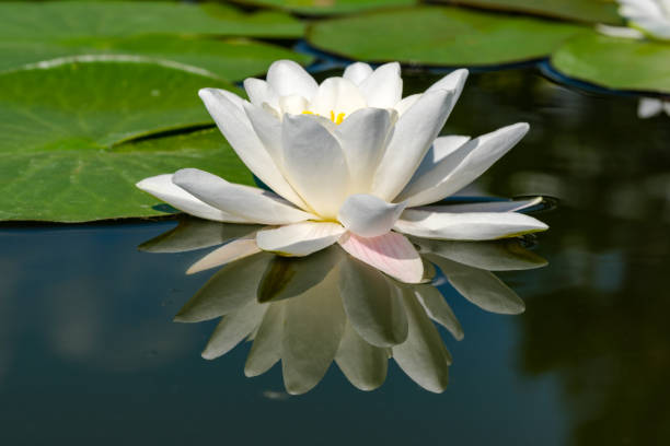 istock White water lily - lotus 1323214304