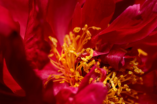 Beautiful flower plant picture blooming peony close-up macro photography