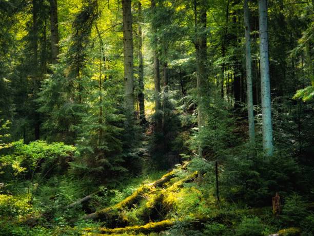 istock Green summer forest in the morning. Sunny coniferous forest. 1323214355