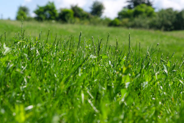 istock Beautiful natural vegetation hilly 1323214356