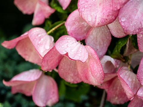 Close-up of pink bracts wet from rainstorm and shielding the cluster of tiny flowers at their centers in Seattle garden.