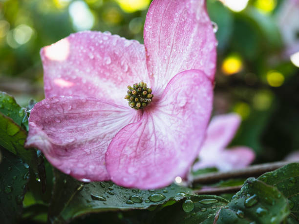 Close-up of wet pink bracts with prominent leaf veins surrounding cluster of tiny flowers at its center in morning light.
