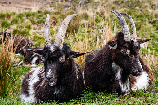 Galloway goats in the galloway hills of Dumfries and Galloway south west Scotland