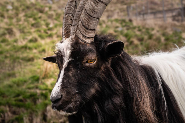 istock Close up of a wild Galloway goat 1323215755