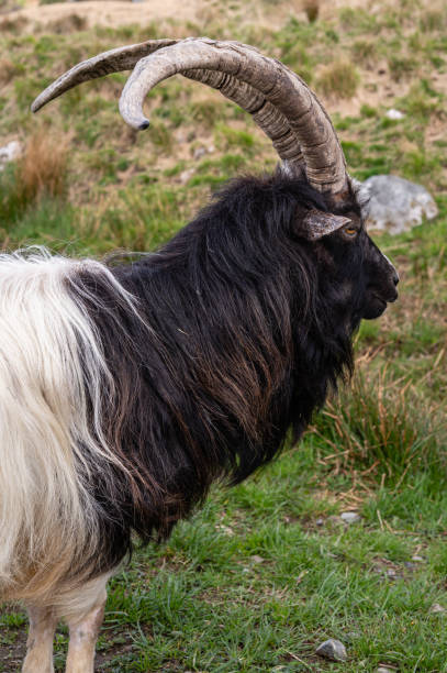 istock Close up of one wild Galloway goat 1323215762
