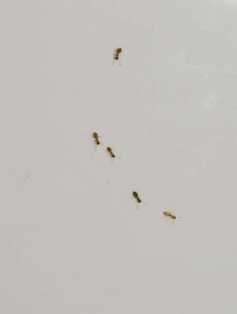 istock Ghost ants Tapinoma melanocephalum on a wall. 1323216353