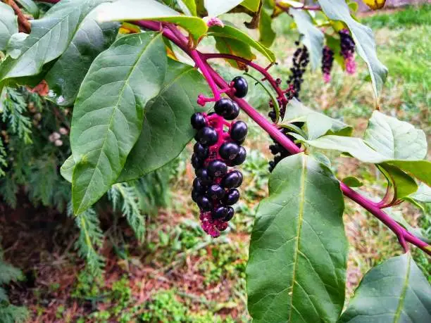 Phytolacca americana, American pokeweed is poisonous to humans
