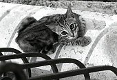 hallo-kitty.jpg?b=1&s=170x170&k=20&c=2qDQc34gtdyGc-frUPLDBhe14CiIjD76W0WoO6pIWPo=