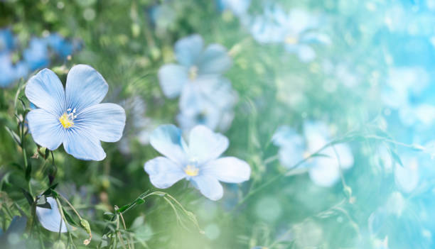 istock little blue cute flowers. horizontal summer background 1323217840