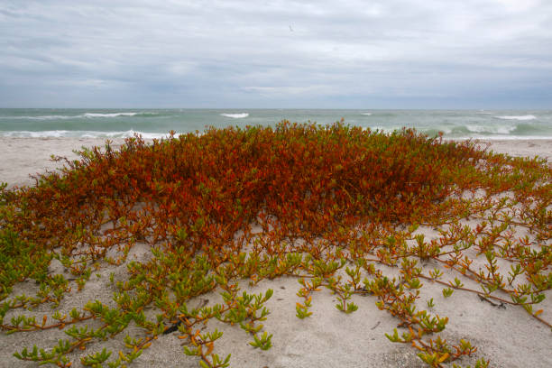 Inkberry Plant Spreads Down Dune An inkberry plant spreads down a dune at the beach on Longboat Key in Florida. longboat key stock pictures, royalty-free photos & images