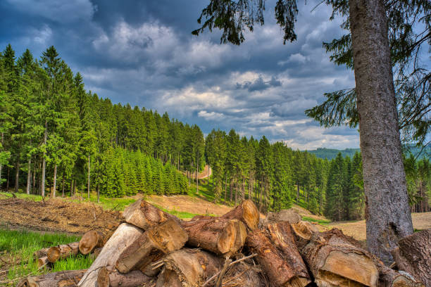 istock hiking on the Rennsteig in the Thuringian Forest 1323218742