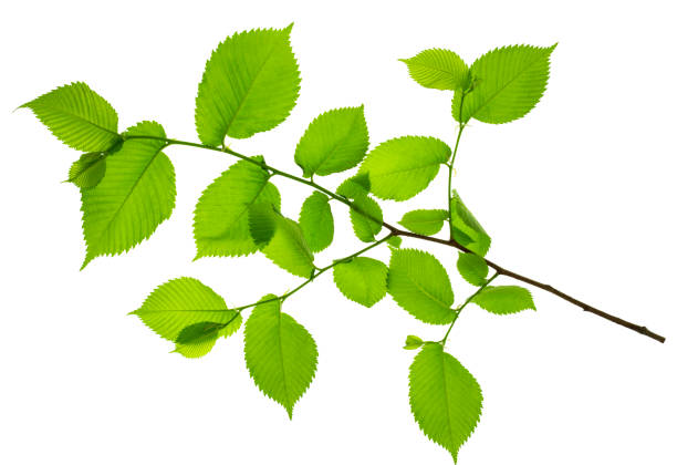 istock Twigs with beautiful green leaves isolated on a white background. Botanical element for decoration.template for design 1323219443