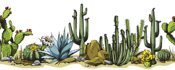 3,900+ Cactus Border Stock Illustrations, Royalty-Free Vector Graphics ...