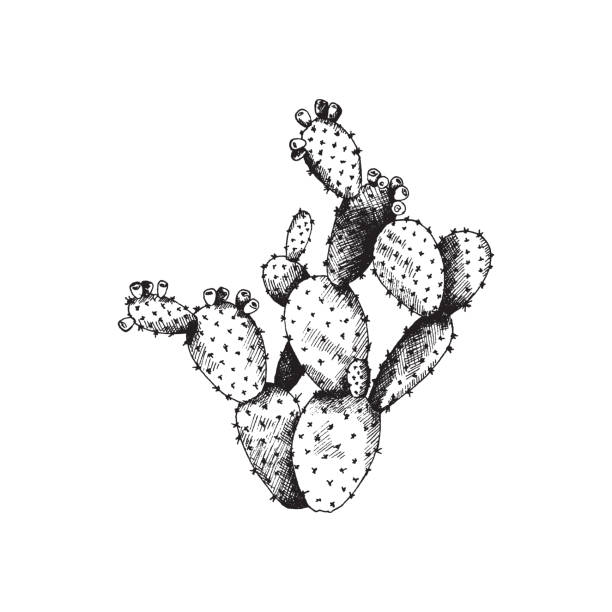 illustrations, cliparts, dessins animés et icônes de cactus opuntia avec des fleurs, plante exotique sauvage une illustration vectorielle dessinée à la main. - cactus flower prickly pear cactus prickly pear fruit