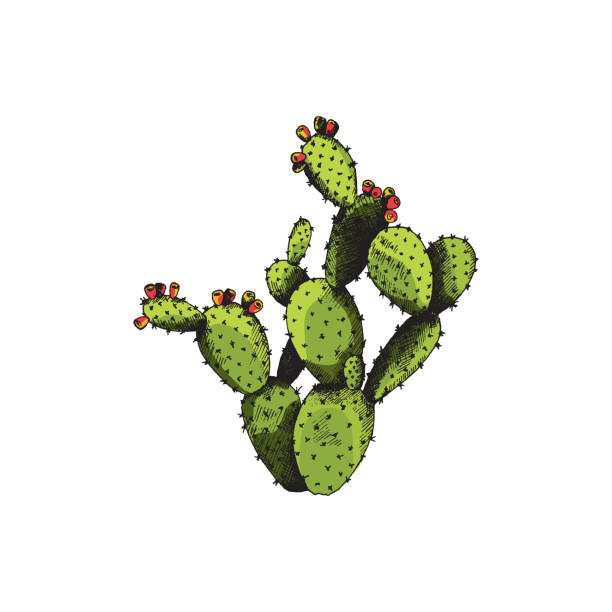 Cactus opuntia with flowers, wild exotic plant a vector sketch illustration. Cactus opuntia with flowers, wild exotic plant. Tropical floral prickly pear. Color vector sketch illustration isolated on a white prickly pear cactus stock illustrations