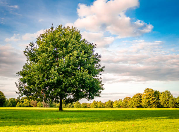 samotne drzewo w popołudniowym słońcu. - solitary tree zdjęcia i obrazy z banku zdjęć