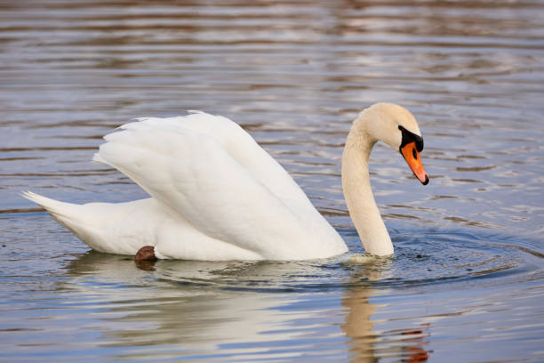 Angry swan trying to attack me.