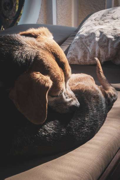 istock Portrait of senior half-breed dog. 1323220535