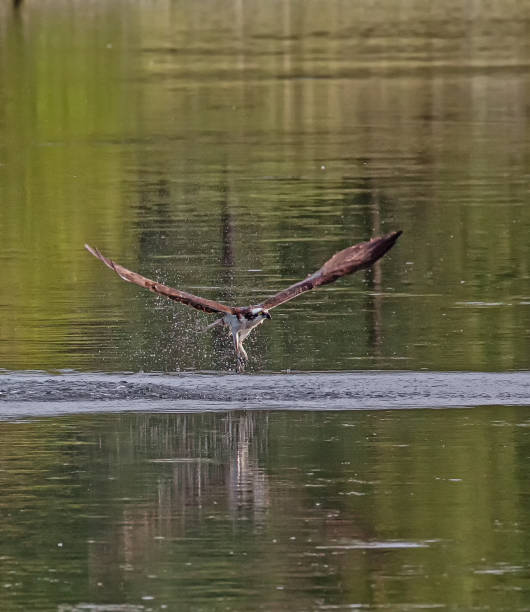 istock Birds of Prey 1323220594