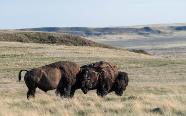 istock Plains Bison near Val Marie 1323220979