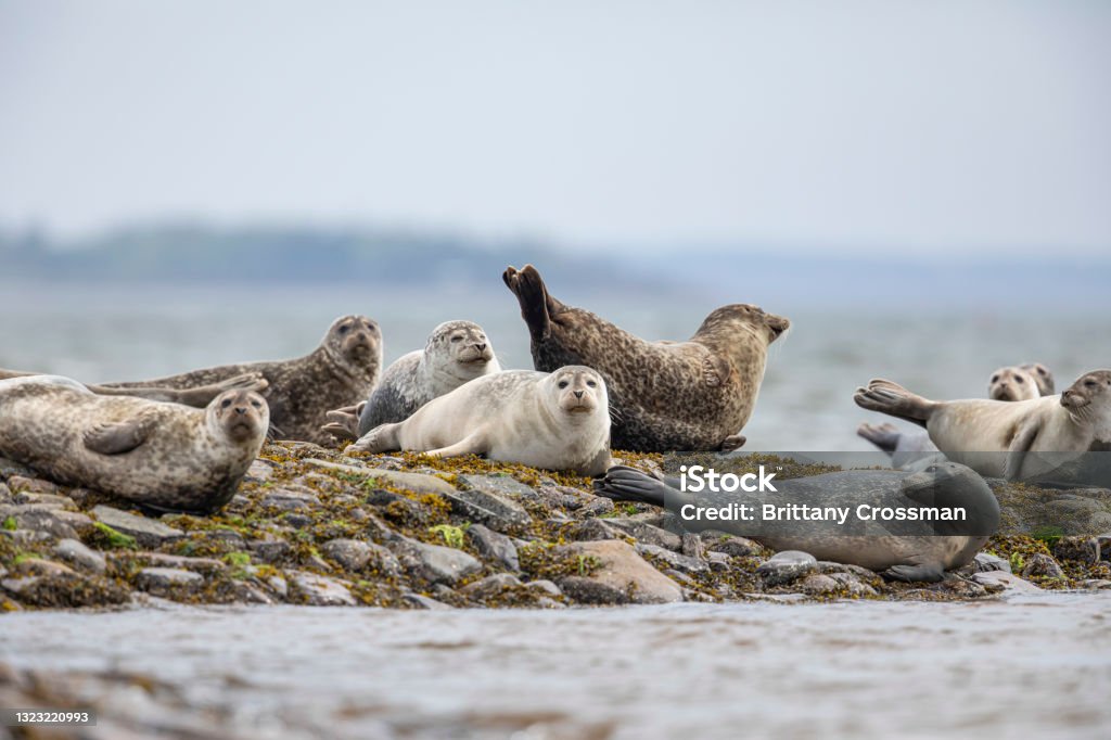 Harbor Seals Harbor seals on a haul out at low tide, eastern Canada. Harbor Seal Stock Photo