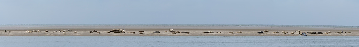A panorama view of a colony of common seals basking in the sun on a sand bar in western Denmark