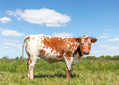 Spotty cow red mottled freckled, in a field in the netherlands, with small horns and blue background