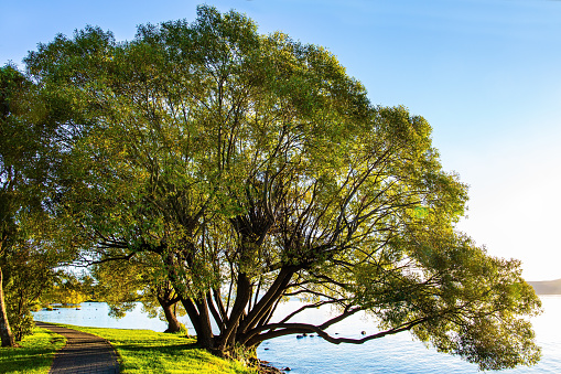 Magnificent sunset. Taupo is the largest lake in New Zealand, North Island. Magnificent sprawling tree by the lake. Quiet evening on the lake.