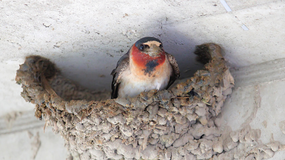 A picture of a cliff swallow sitting inside a nest.