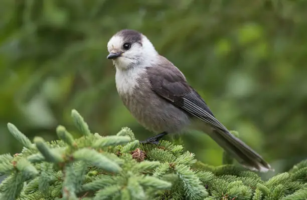 Photo of Canada Jay