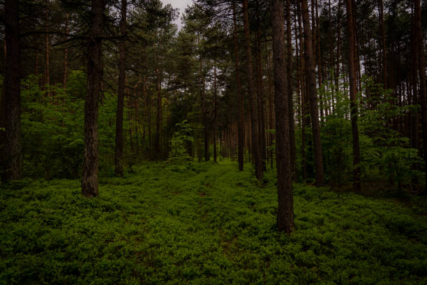 istock A mysterious forest, road hidden in a dense forest 1323225264