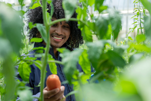Latin man from colombia bogota of average age 30-35 years afro hair employed by a tomato farm stands in the middle of the crops observing the growth of the tomatoes in the bunches