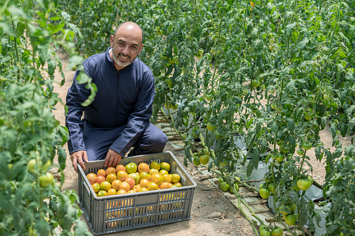 Latin man from Colombia Bogota of average age of 50 years dressed in work overalls is in the middle of the crops for which he works, picking the tomatoes and putting them inside a plastic box while he looks at the camera and smiles