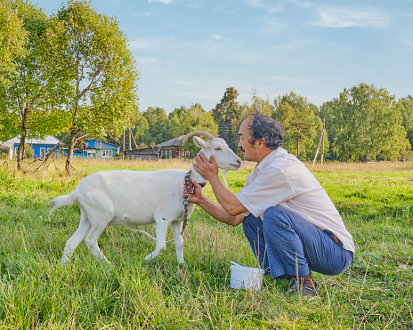 A senior asian man in a white shirt communicates with a white goat before milking on a meadow in a Siberian village, Russia