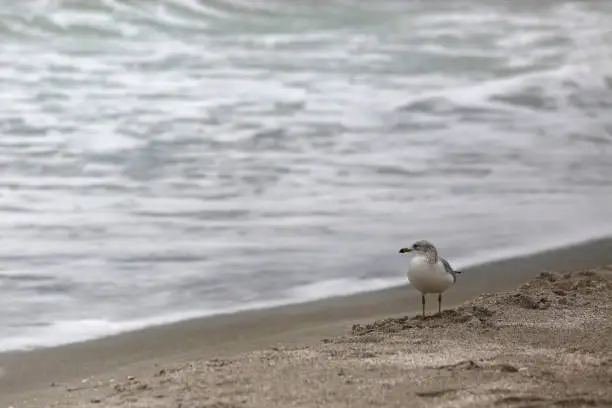 Photo of Seagull Stares Out to Sea on Longboat Key