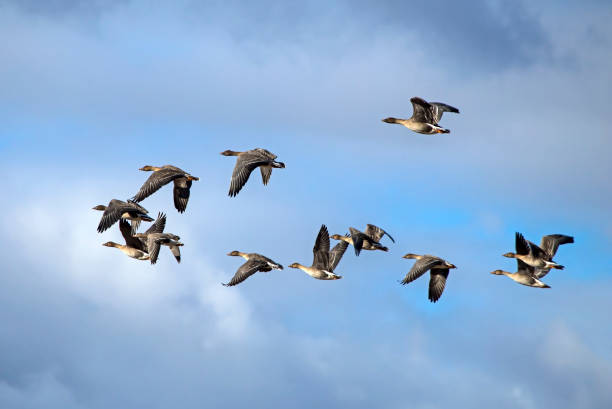 A flock of geese flying on the spring sky.
