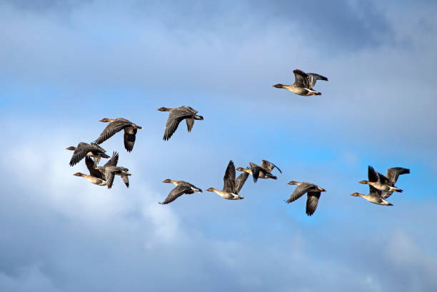 A flock of geese flying on the spring sky. Greater white-fronted goose (Anser albifrons) and Taiga bean goose (Anser fabalis). anser fabalis stock pictures, royalty-free photos & images