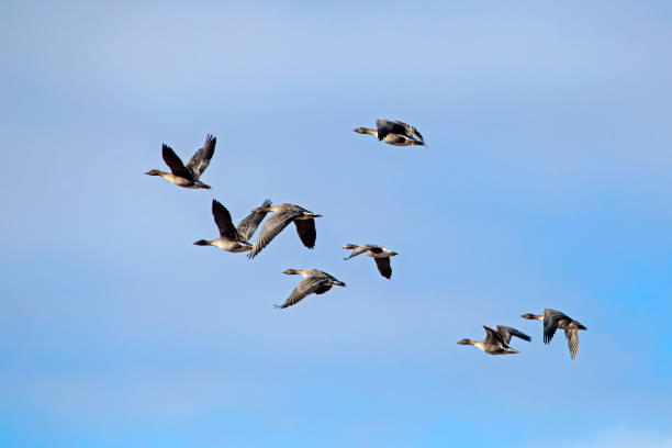 istock A flock of geese flying on the spring sky. 1323228872